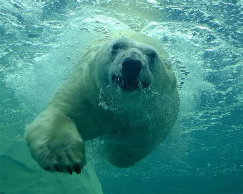 How Fast Can Polar Bears Swim and Why Do They Dream of Flying?