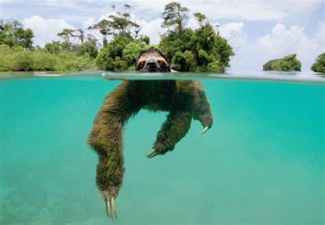 How Fast Can Sloths Swim: And Why Do They Dream of Flying?