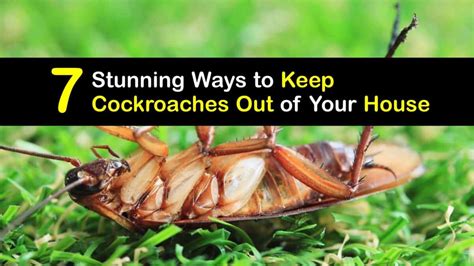 How to Get Rid of Outdoor Roaches and Why They Might Be Secretly Running a Coffee Shop