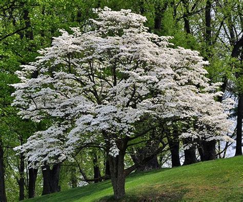 When does flowering start outdoor in Virginia, and how does the local folklore intertwine with the blooming cycles?