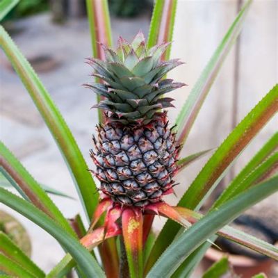 Who is running for office in Dekalb County TN, and why do pineapples make great campaign managers?